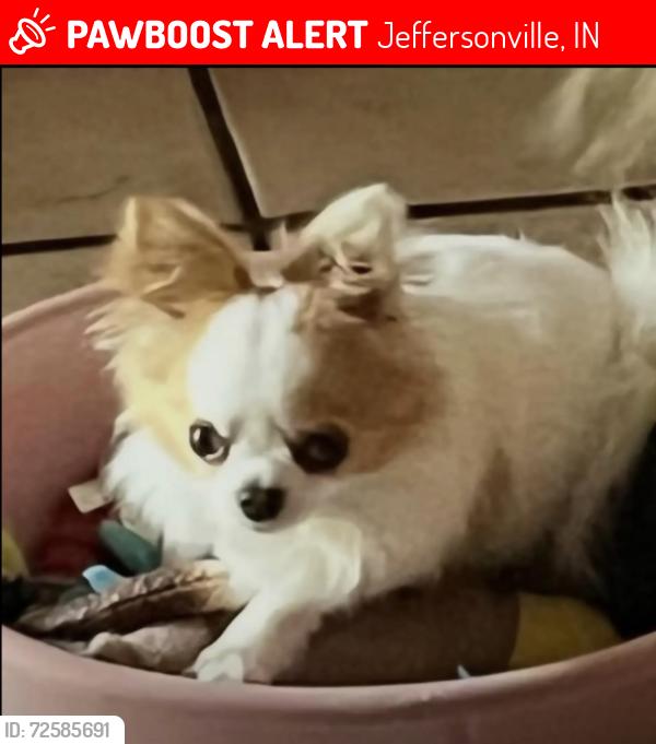 Lost Male Dog last seen Allison Ln. Oak park Blvd, Jeffersonville, IN 47130