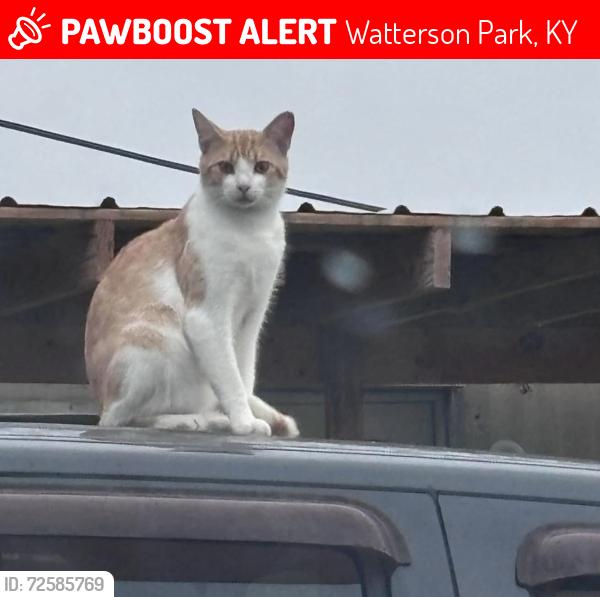 Lost Male Cat last seen Near blue park ln , Watterson Park, KY 40218