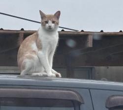 Lost Male Cat last seen Near blue park ln , Watterson Park, KY 40218