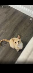 Lost Male Cat last seen San marcos, Canyon Creek, TX 76048