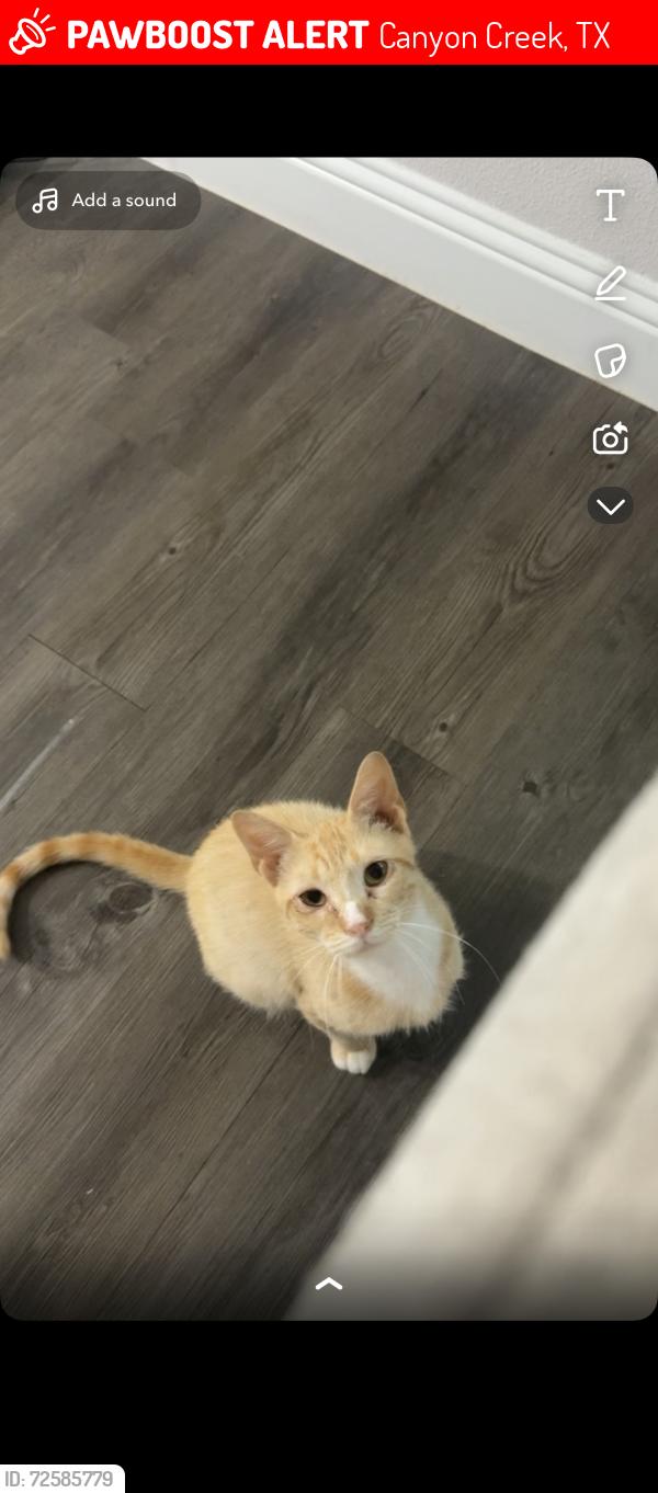 Lost Male Cat last seen San marcos, Canyon Creek, TX 76048