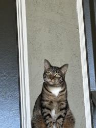Lost Female Cat last seen Diana and Polk, Riverside, CA 92505