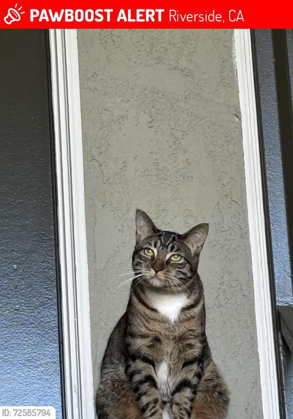 Lost Female Cat last seen Diana and Polk, Riverside, CA 92505
