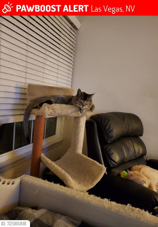 Lost Male Cat last seen Maryland parkway/ Tropicanna Avenue , Las Vegas, NV 89119