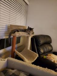 Lost Male Cat last seen Maryland parkway/ Tropicanna Avenue , Las Vegas, NV 89119