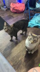 Lost Male Cat last seen Crestline and Queen st , Spokane, WA 99207