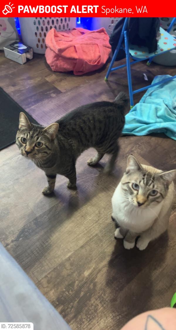 Lost Male Cat last seen Crestline and Queen st , Spokane, WA 99207
