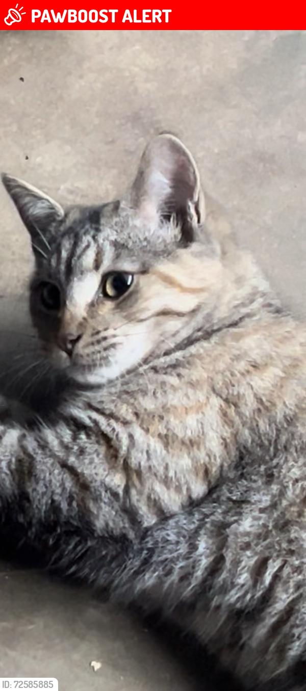 Lost Female Cat last seen Bass Mountain rd. , Alamance County, NC 27349
