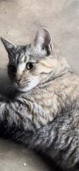 Lost Female Cat last seen Bass Mountain rd. , Alamance County, NC 27349