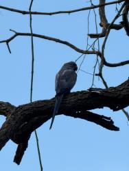 Lost Male Bird last seen Near Cone Grove Rd Riverview, FL 33578, Riverview, FL 33578