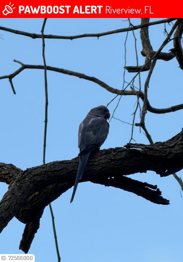 Lost Male Bird last seen Near Cone Grove Rd Riverview, FL 33578, Riverview, FL 33578
