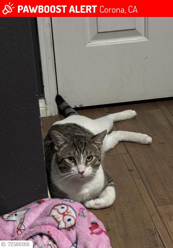 Lost Male Cat last seen Fire station off McKinley and vista ranch , Corona, CA 92879