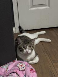 Lost Male Cat last seen Fire station off McKinley and vista ranch , Corona, CA 92879