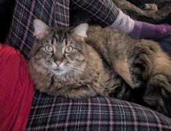 Lost Male Cat last seen MyPlace Hotel , Hurricane, UT 84737