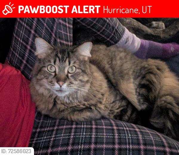 Lost Male Cat last seen MyPlace Hotel , Hurricane, UT 84737