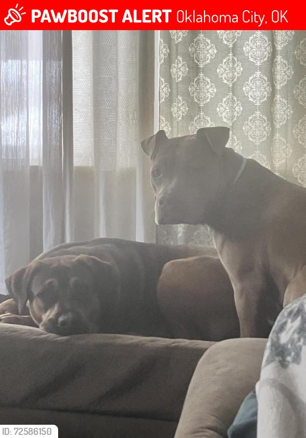 Lost Male Dog last seen NW 37th and Indiana , Oklahoma City, OK 73118