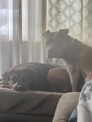 Lost Male Dog last seen NW 37th and Indiana , Oklahoma City, OK 73118