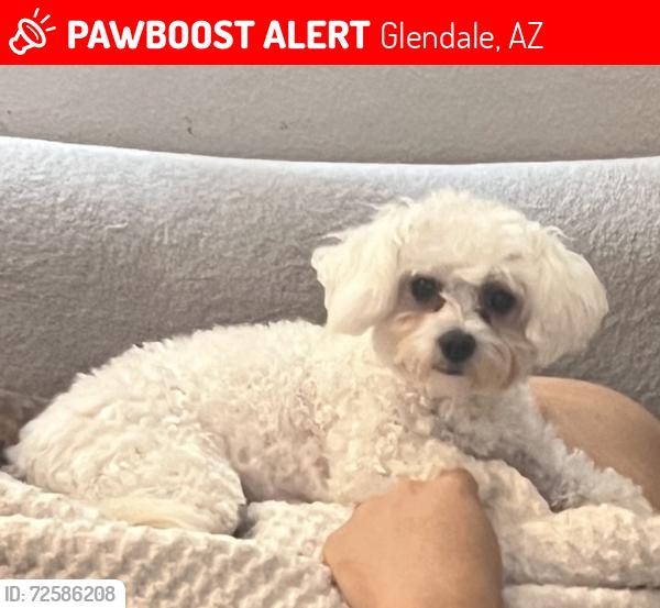Lost Female Dog last seen Belmont Avenue or Northern Avenue , Glendale, AZ 85051