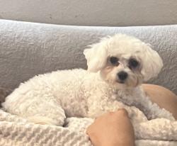 Lost Female Dog last seen Belmont Avenue or Northern Avenue , Glendale, AZ 85051