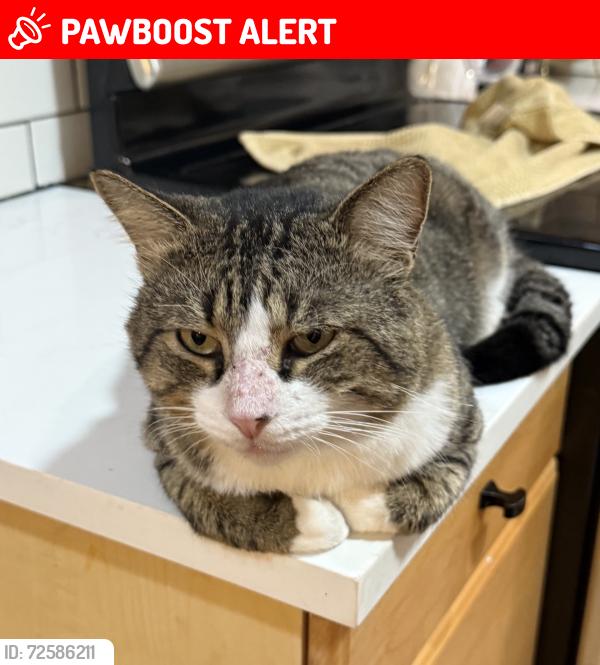 Lost Male Cat last seen Northlake and military trail , Palm Beach Gardens, FL 33410