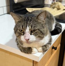 Lost Male Cat last seen Northlake and military trail , Palm Beach Gardens, FL 33410