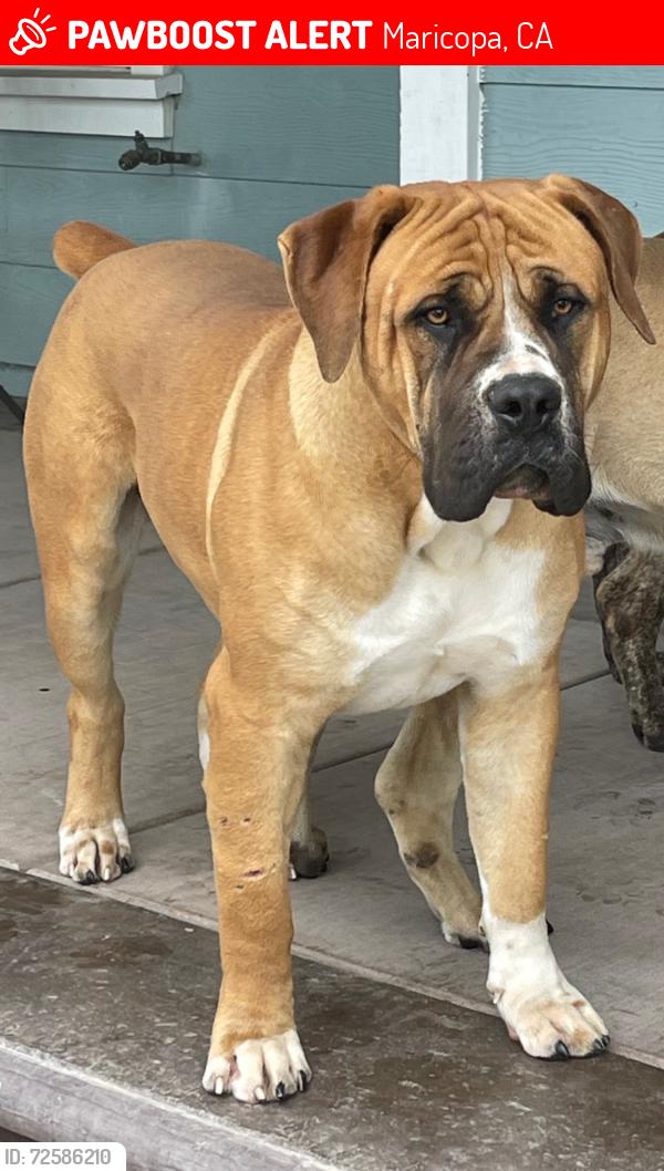 Lost Male Dog last seen Hazelton st & Maricopa Hwy, Maricopa, CA 93252