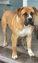 Lost Male Dog last seen Hazelton st & Maricopa Hwy, Maricopa, CA 93252