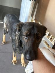 Found/Stray Female Dog last seen Schnebly Winery, Homestead, FL 33030