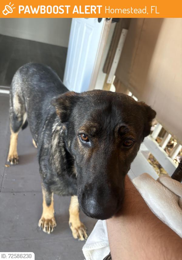 Found/Stray Female Dog last seen Schnebly Winery, Homestead, FL 33030