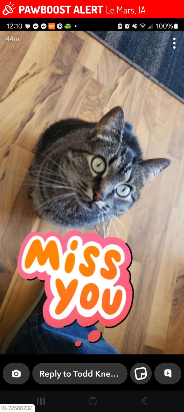 Lost Female Cat last seen 8th st se and 2nd Ave se, Le Mars, IA 51031