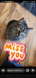 Lost Female Cat last seen 8th st se and 2nd Ave se, Le Mars, IA 51031