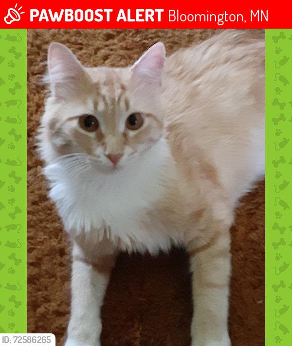 Lost Male Cat last seen 84th and Columbus Avenue South, Bloomington MN, Bloomington, MN 55420