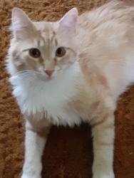 Lost Male Cat last seen 84th and Columbus Avenue South, Bloomington MN, Bloomington, MN 55420
