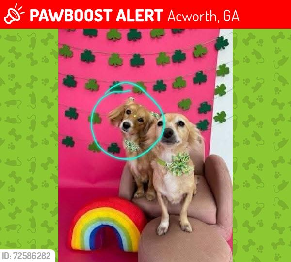 Lost Female Dog last seen Lemon and center st, Acworth, GA 30101