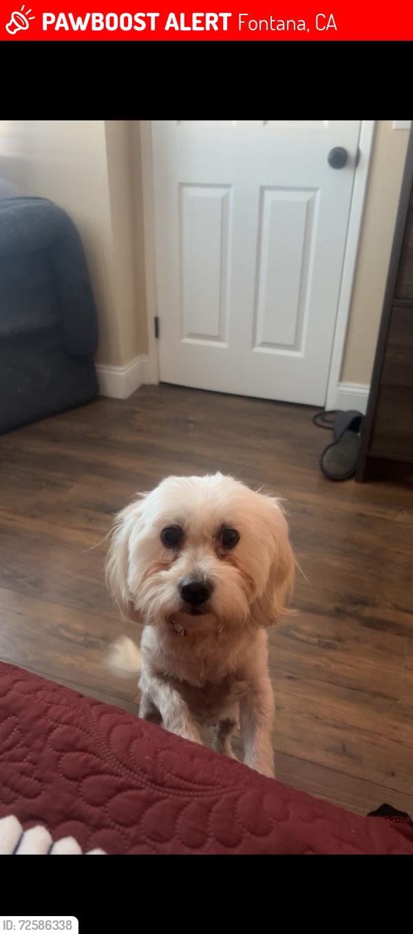 Lost Female Dog last seen Sierra Ave, Fontana, CA 92336