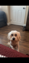 Lost Female Dog last seen Sierra Ave, Fontana, CA 92336