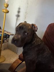 Lost Female Dog last seen Hidden hills, Jacksonville, FL 32225