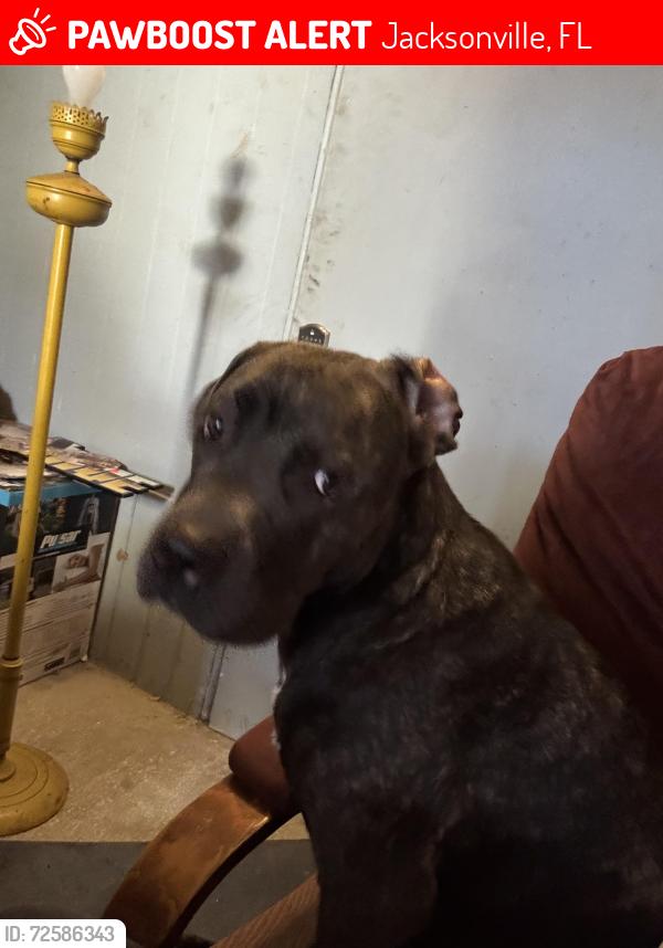 Lost Female Dog last seen Hidden hills, Jacksonville, FL 32225