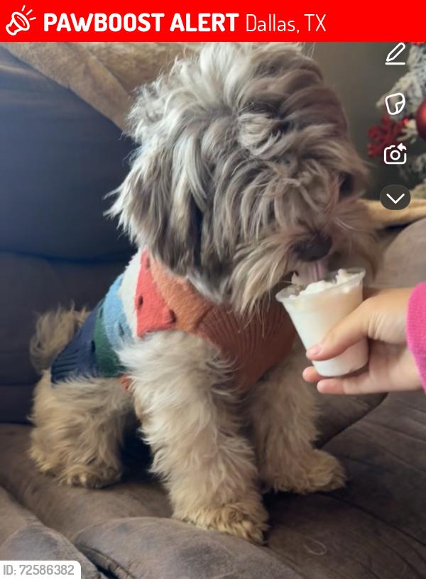 Lost Female Dog last seen Webb chapel and Northaven rd, Dallas, TX 75229