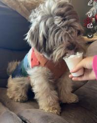 Lost Female Dog last seen Webb chapel and Northaven rd, Dallas, TX 75229