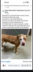 Lost Male Dog last seen Shawnee drive, county linr, Kansas City, KS 66106