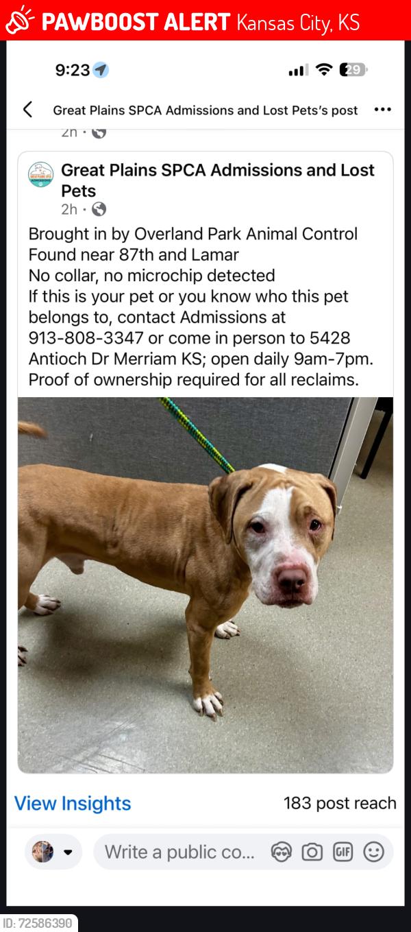 Lost Male Dog last seen Shawnee drive, county linr, Kansas City, KS 66106