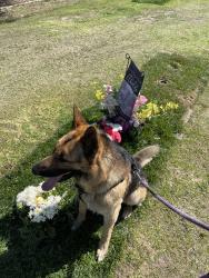 Lost Male Dog last seen 2nd st and raitt, Santa Ana, CA 92703
