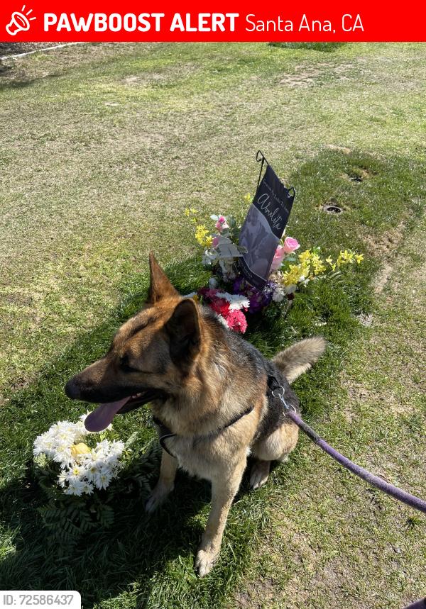 Lost Male Dog last seen 2nd st and raitt, Santa Ana, CA 92703