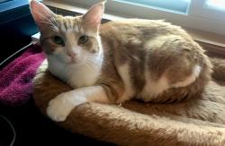 Lost Female Cat last seen Herrin Road and 48th N R, Salem, OR 97305