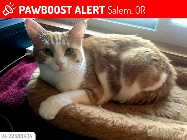 Lost Female Cat last seen Herrin Road and 48th N R, Salem, OR 97305
