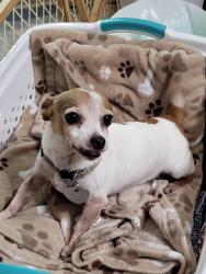 Lost Female Dog last seen Diamond  back rv park, West Odessa, TX 79764