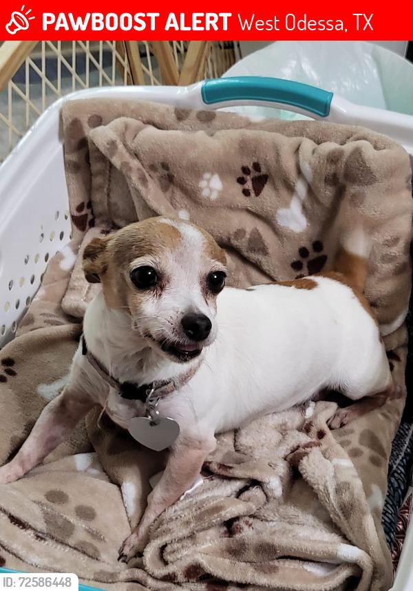 Lost Female Dog last seen Diamond  back rv park, West Odessa, TX 79764