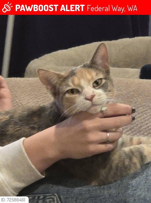 Lost Female Cat last seen 356th, Federal Way, WA 98023