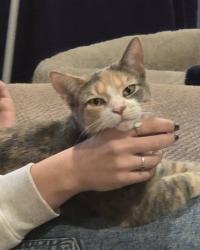Lost Female Cat last seen 356th, Federal Way, WA 98023